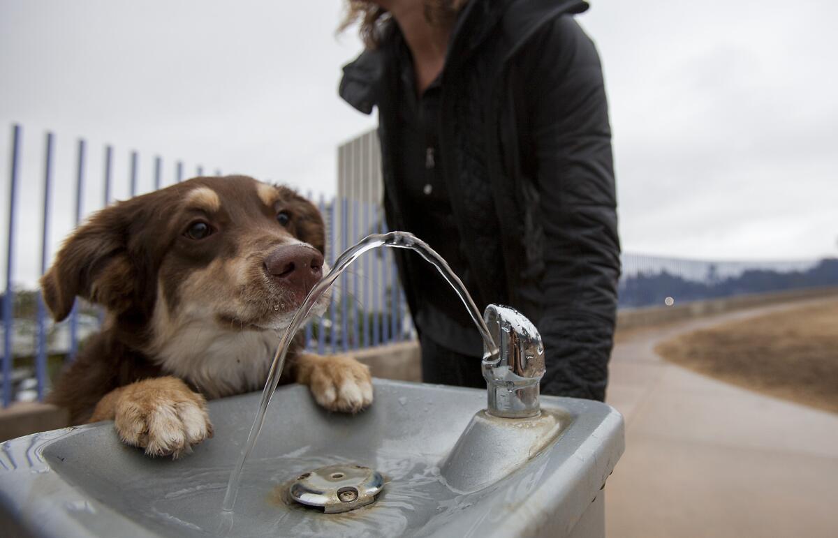 An Australian shepherd named Buddy Wilson pops up for a drink at the dog park at Civic Center Park in Newport Beach.