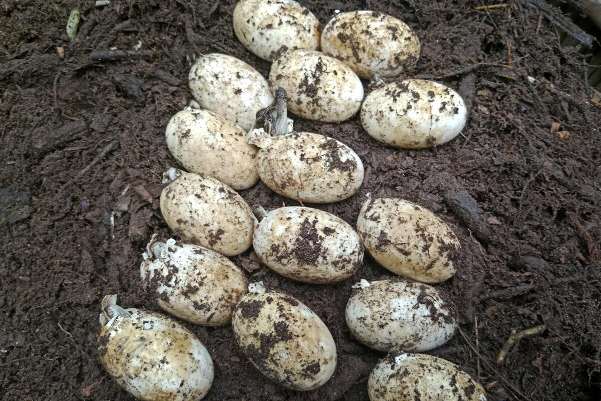 Huevos de una rara especie de cocodrilo siamés, incubados en el Parque Nacional Cardamom 