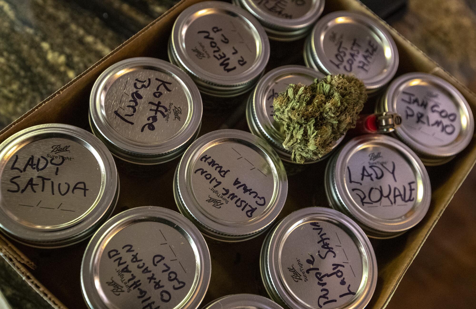 A collection of samples of cannabis.