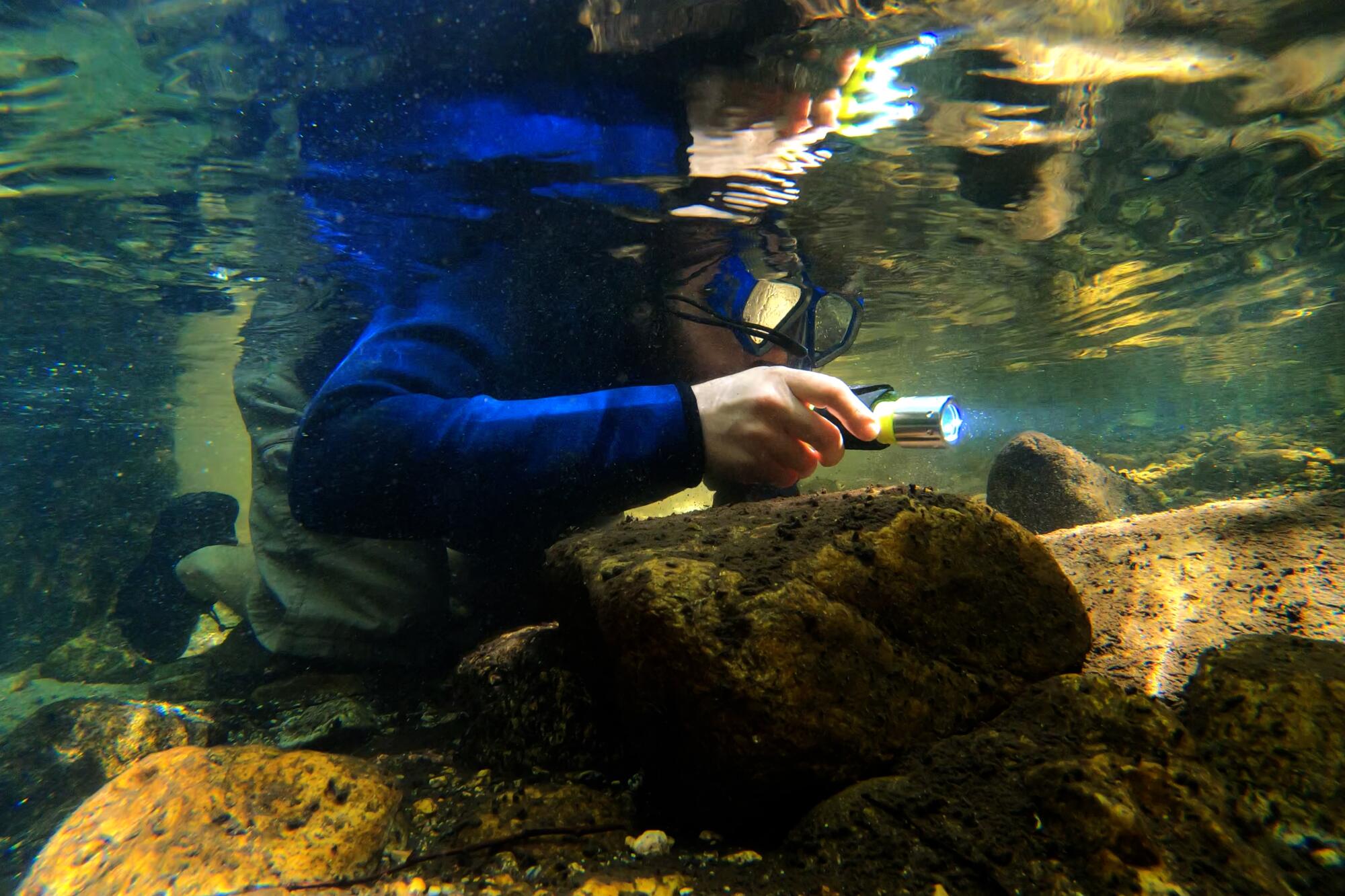 Angel Pinedo snorkels in shallow water to do a survey of rainbow trout and other fish in the Arroyo Seco.