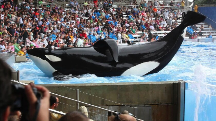 A whale performs at SeaWorld in a scene from "Blackfish."