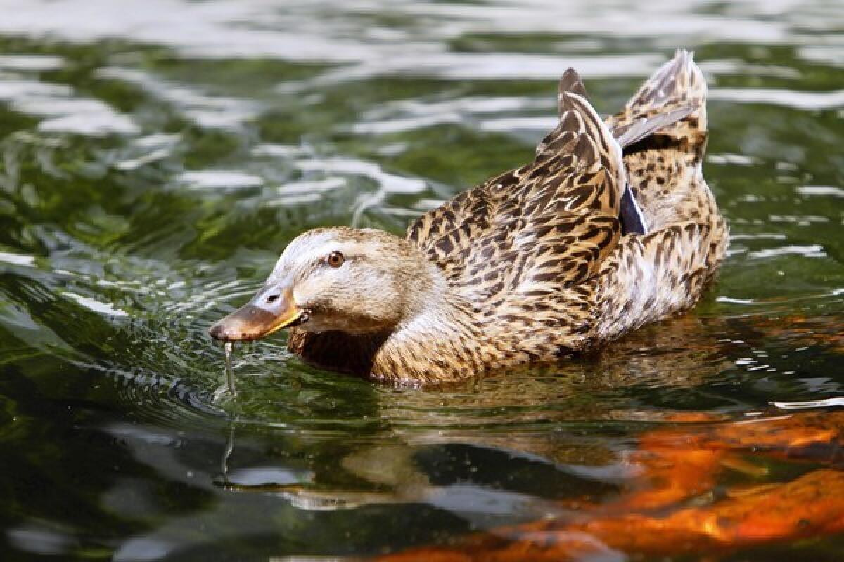 A wild female Mallard named "Emilie" remains at Providence St. Joseph Medical Center in Burbank on Tuesday, July 30, 2013. The mother duck's 13 ducklings left the hospital during spring, while she recuperated from the molting of her feathers.