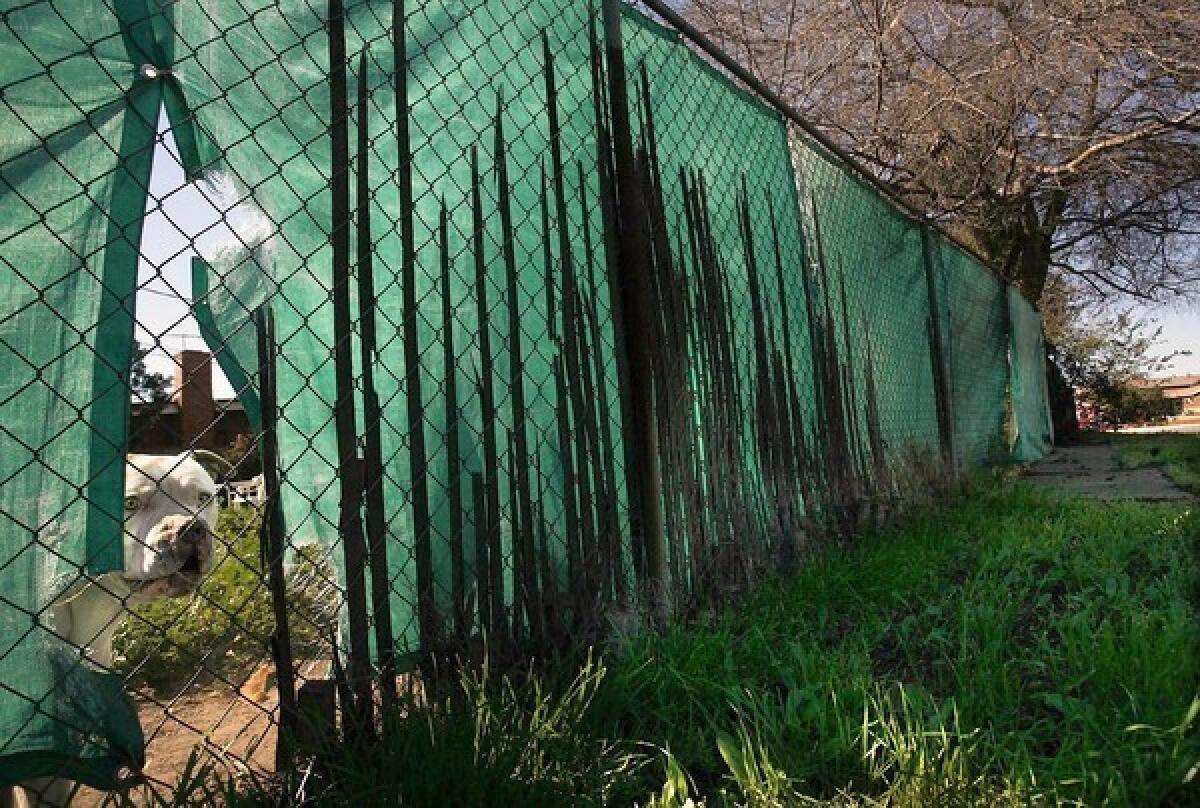 A pit bull snarls from its side of the fence next to a tiny strip of land being turned into a park that will force sex offenders to move out of the neighborhood.