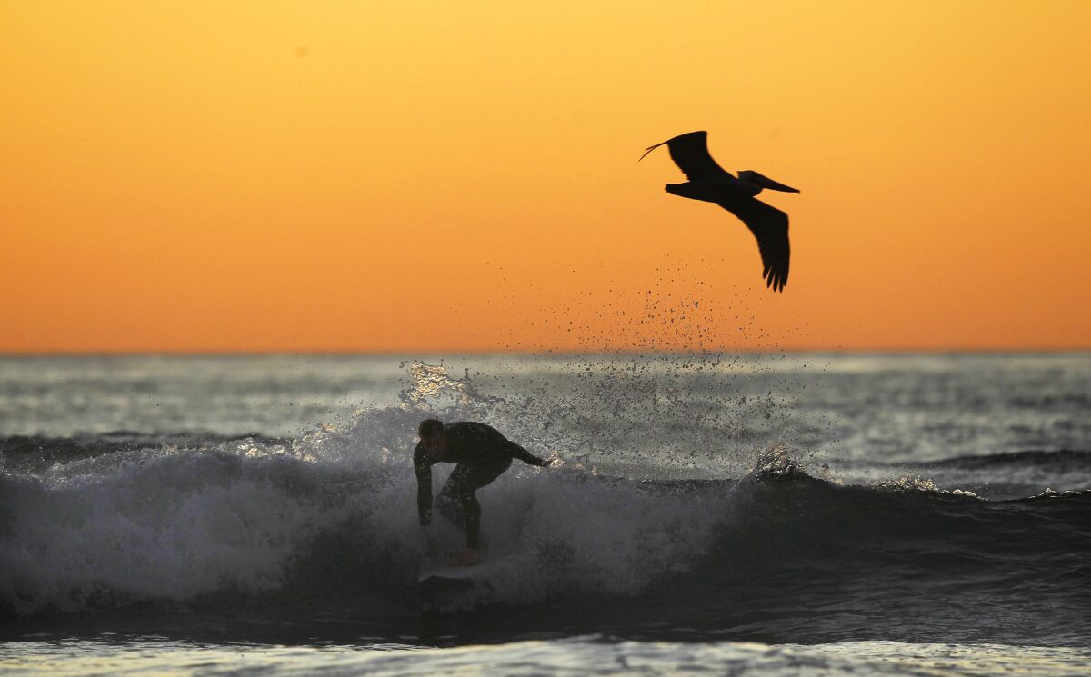 A pelican and a surfer pass each other at Windansea Beach in La Jolla.