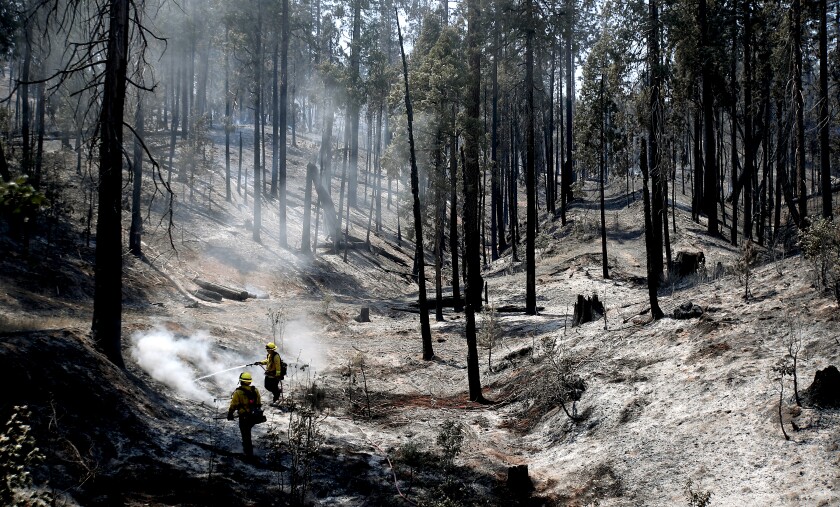 Firefighters spray water on an scorched and ashen forest floor.