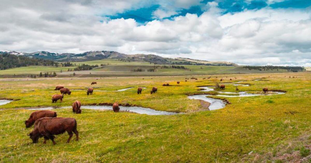 California Woman Gored Multiple Times By Yellowstone Bison Los Angeles Times