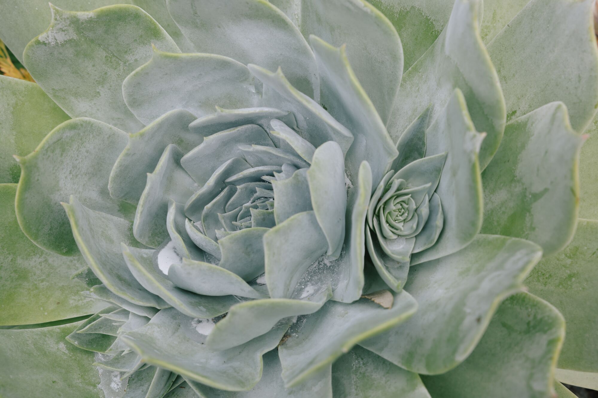 A closeup of the center of a silvery-green succulent plant