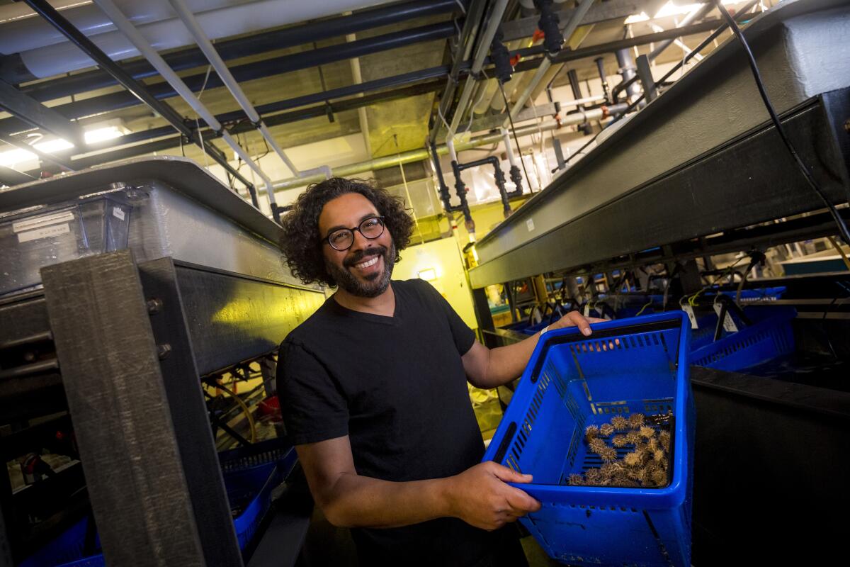 Amro Hamdoun, a marine biologist at the Scripps Institution of Oceanography, led a genetics study using sea urchins.