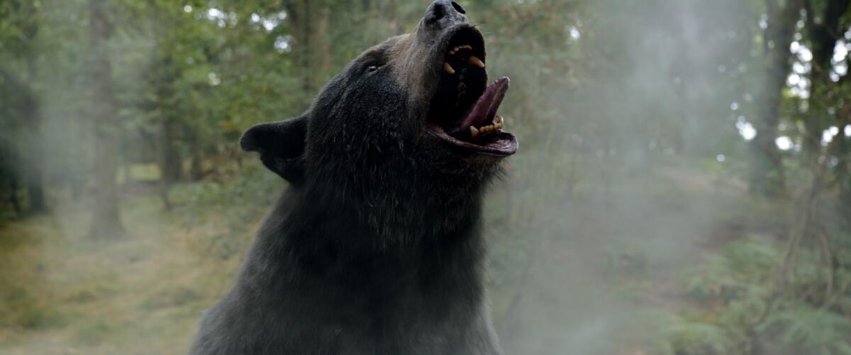 Close-up of a bear roaring in a forest.