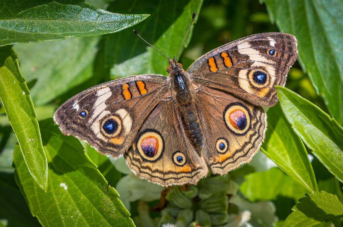 A common buckeye butterfly.