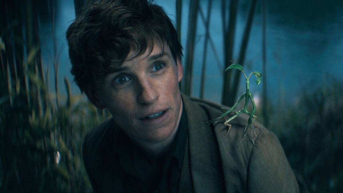 Eddie Redmayne as Newt Scamander is bent down down and looking up with creature Pickett the Bowtruckle on his shoulder