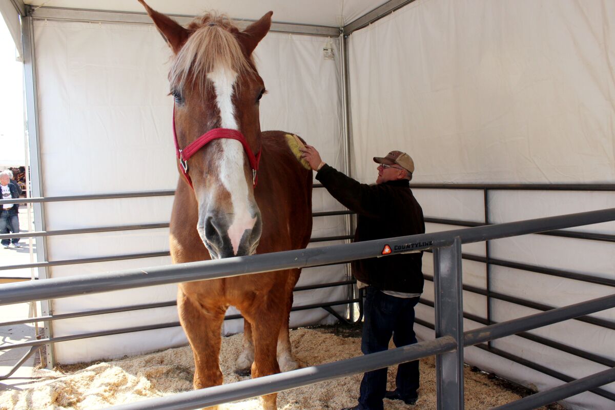 THIS CORRECTS THAT BIG JAKE WAS CERTIFIED AS THE TALLEST HORSE IN 2010, NOT 2020 AS ORIGINALLY SENT - FILE - Jerry Gilbert brushes Big Jake at the Midwest Horse Fair in Madison, Wisc., in this Friday, April 11, 2014, file photo. The world’s tallest horse has died in Wisconsin. WMTV reported Monday, July 5, 2021, that the 20-year-old Belgian named “Big Jake” died several weeks ago. Big Jake lived on Smokey Hollow Farm in Poynette. Big Jake was 6-foot-10 and weighed 2,500 pounds. The Guinness Book of World Records certified him as the world’s tallest living horse in 2010. The farm’s owner, Jerry Gilbert, says Big Jake was a “superstar” and a “truly magnificent animal.” (AP Photo/Carrie Antlfinger, File)