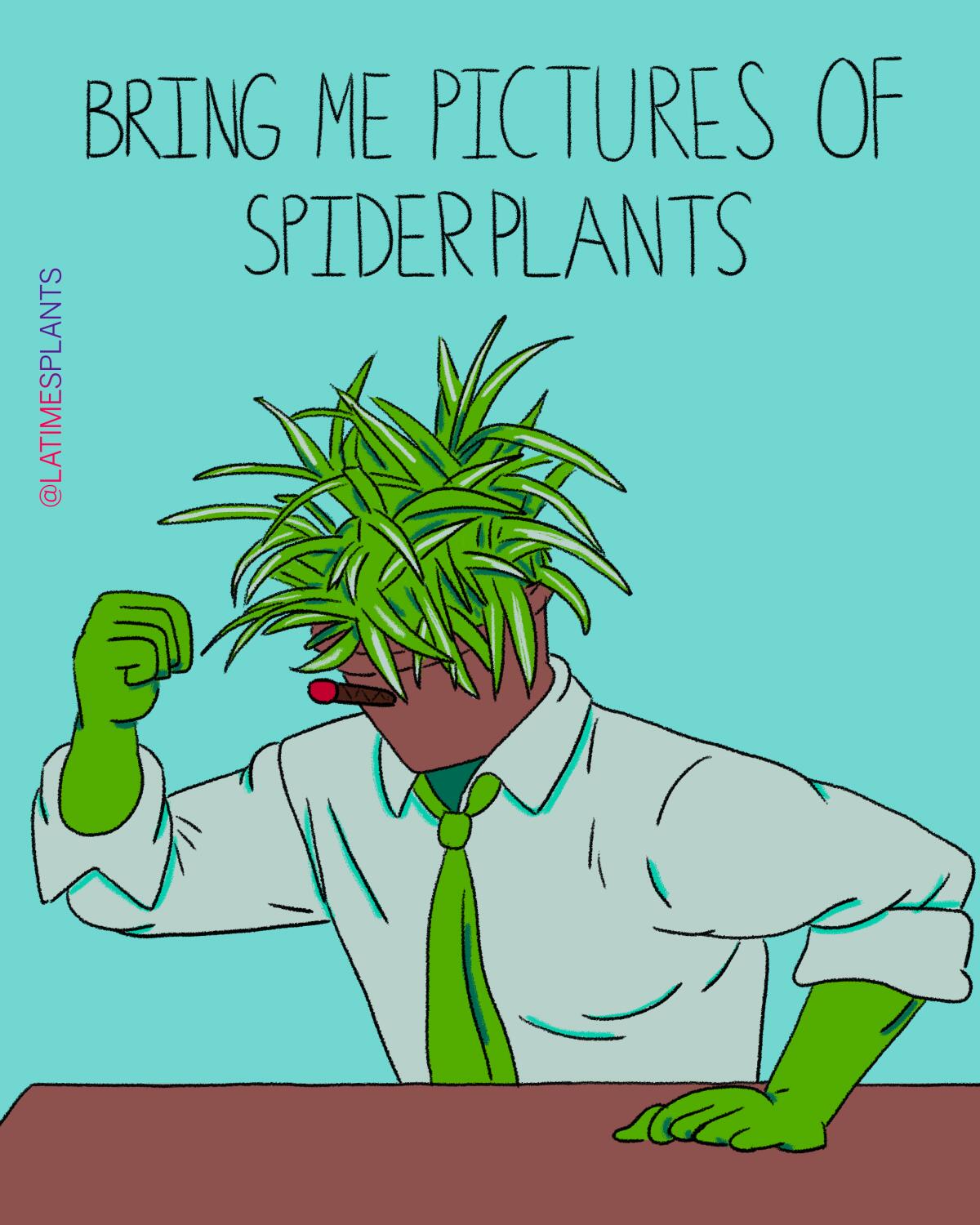 Bring me pictures of spider plants