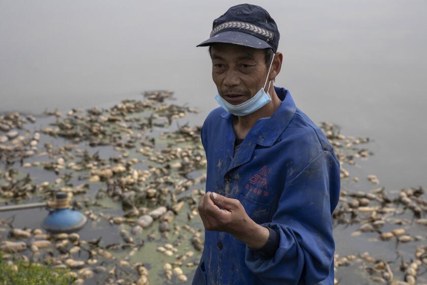 In this April 6, 2020, photo, Jiang Yuewu talks about his crop of aquatic tubers known as lotus roots in the Huangpi district of Wuhan in central China's Hubei province. Stuck in the same bind as many other Chinese farmers whose crops are rotting in their fields, Jiang is preparing to throw out a 500-ton harvest of lotus root because anti-coronavirus controls are preventing traders from getting to his farm near Wuhan, where the global pandemic started. (AP Photo/Ng Han Guan)