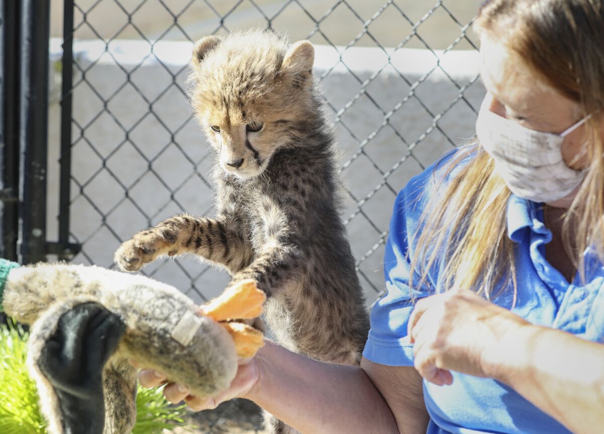 Jackie Navarro of Wild Wonders, works with Tavi, a 10-week-old cheetah cub.