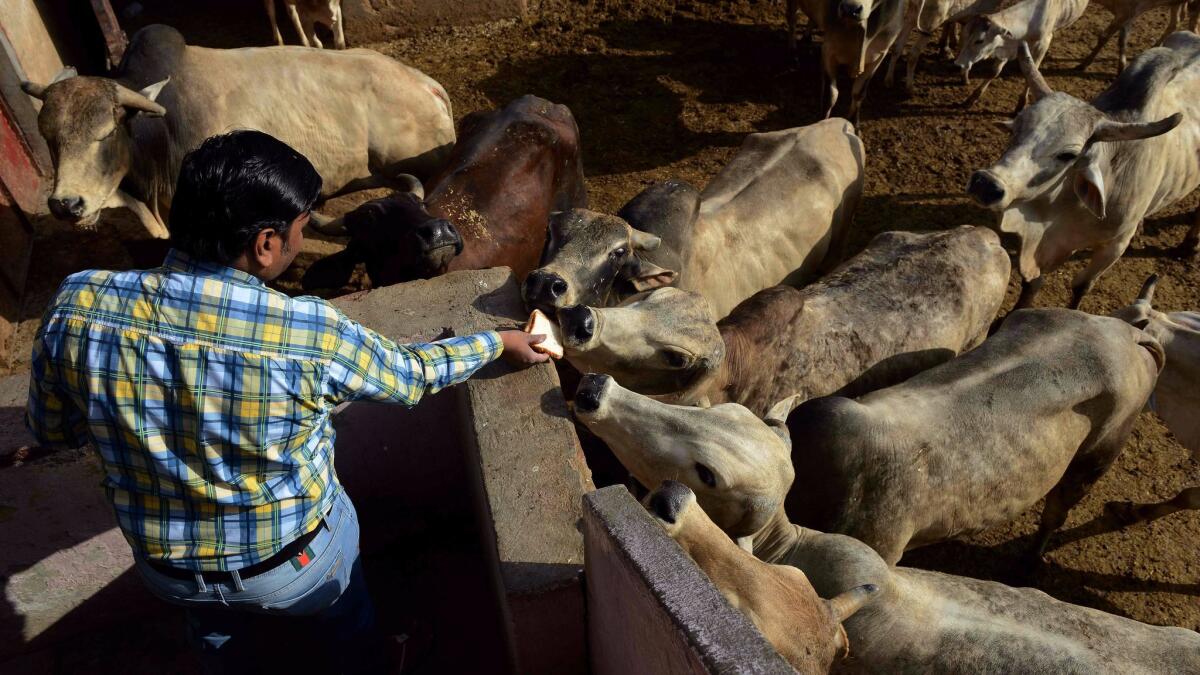 A man offers food to cows at a cow shelter in New Delhi on April 25, 2017.
