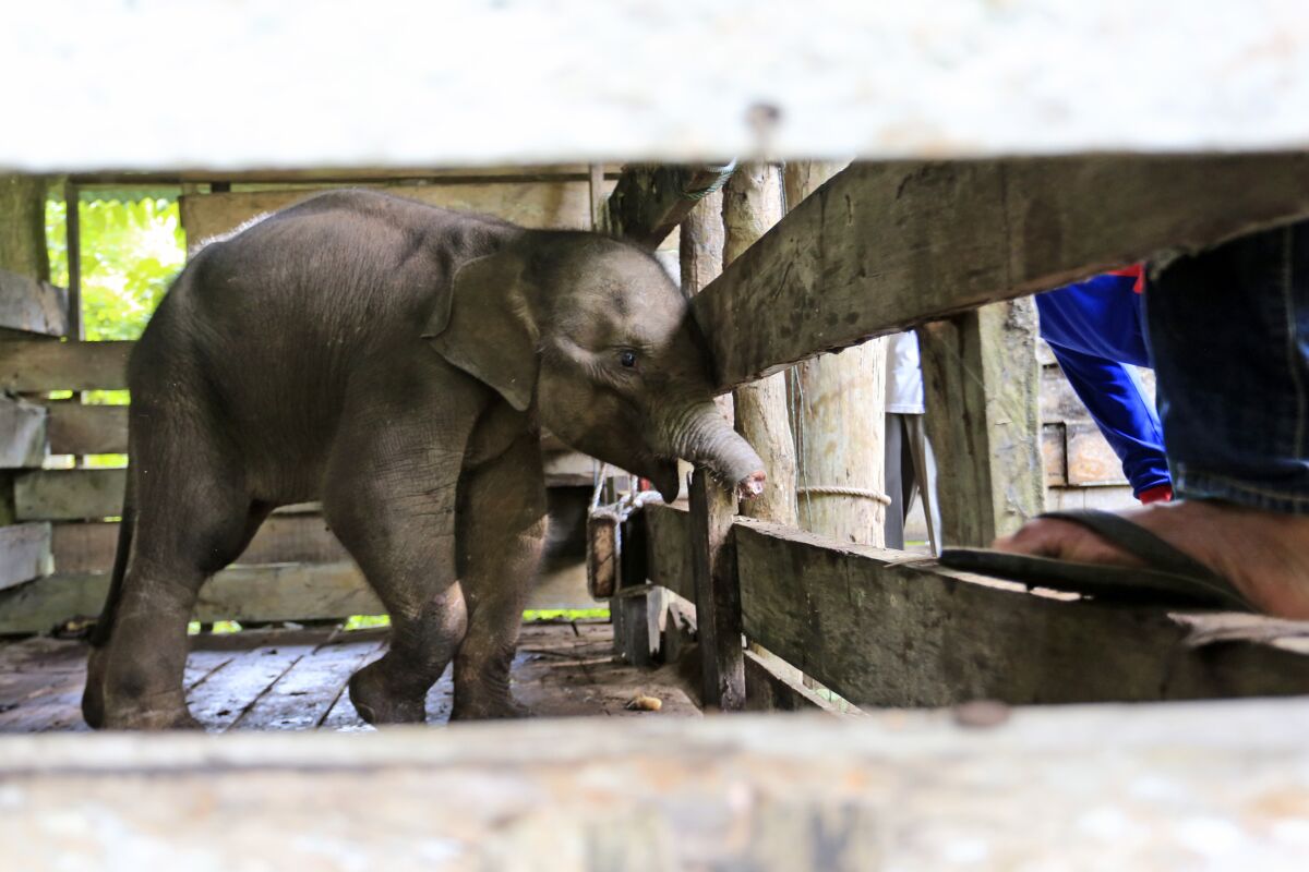 A Sumatran elephant calf that lost half of its trunk is treated at an elephant conservation center in Saree, Indonesia