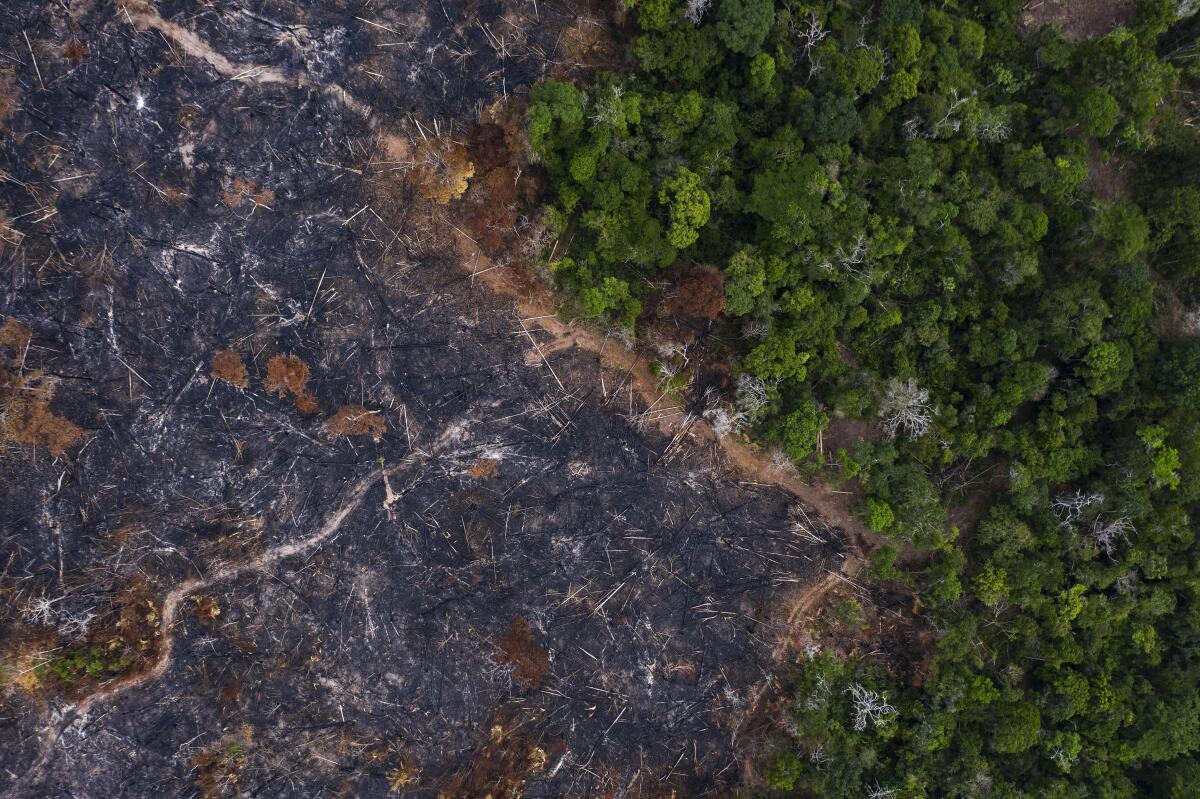 Una zona quemada del bosque tropical de la Amazonia en Prainha, en el estado de Pará, Brasil