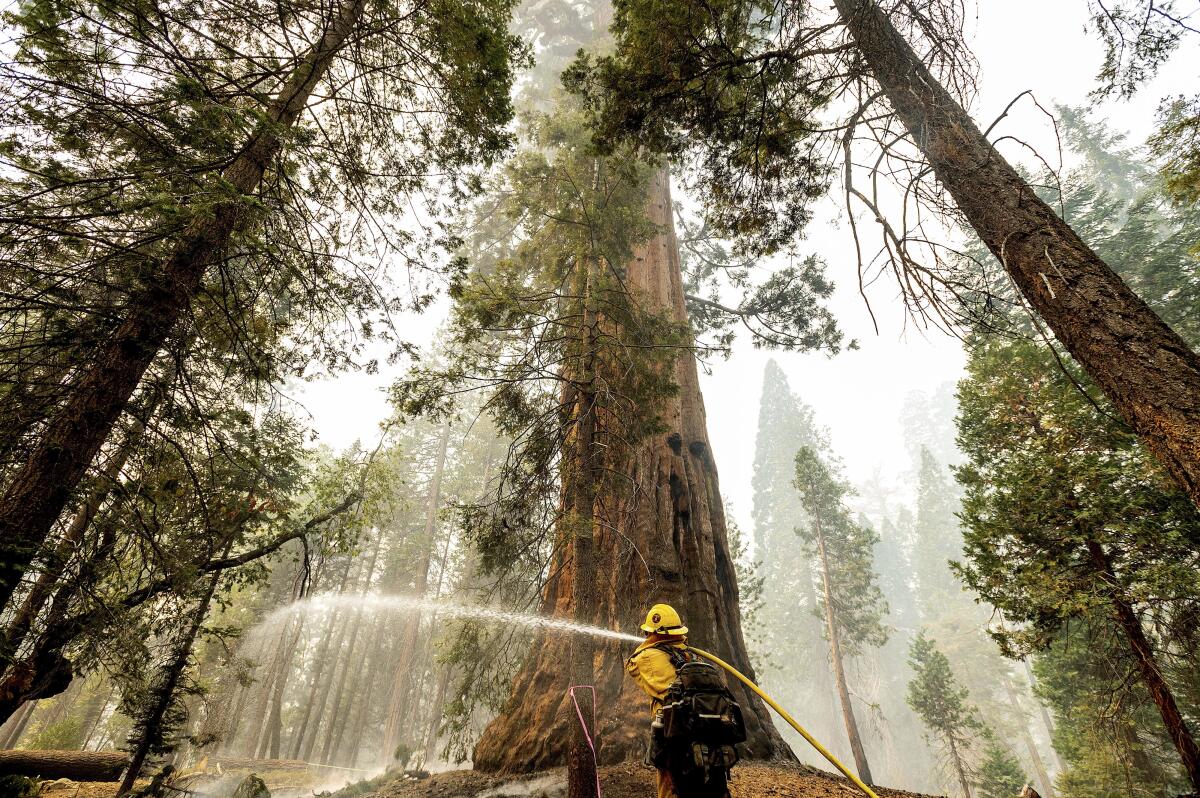 A firefighter hoses down hot spots around a sequoia tree.