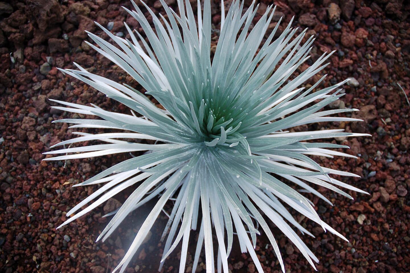 The rare Haleakala silversword grows at high altitudes on the harsh slopes of the Hawaiian volcano.