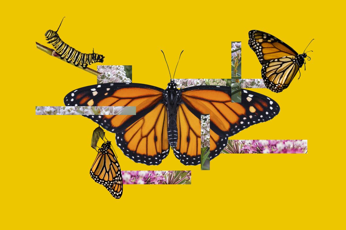 Illustration of monarch butterflies and the flowers they like to munch on.