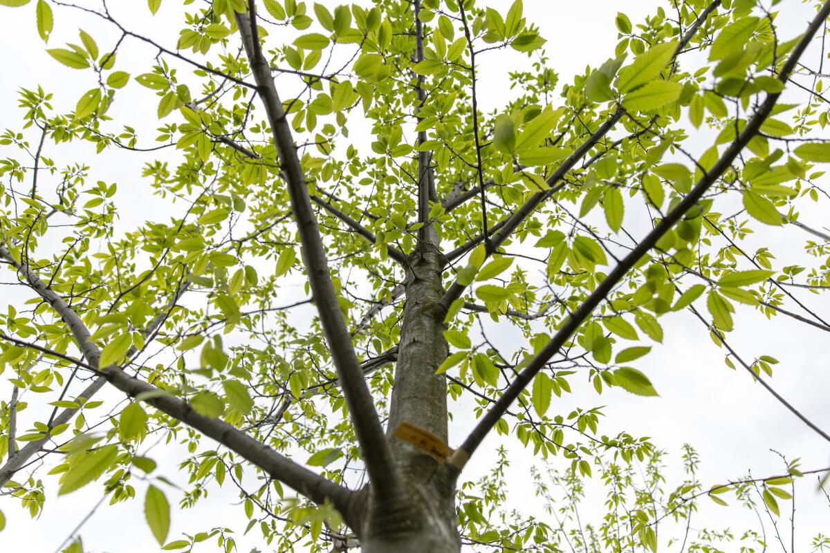 A non-GE chestnut, which the researchers grow so that they can breed the gene that confers blight-tolerance into more wild chestnuts. (Allison Zaucha / For The Times)