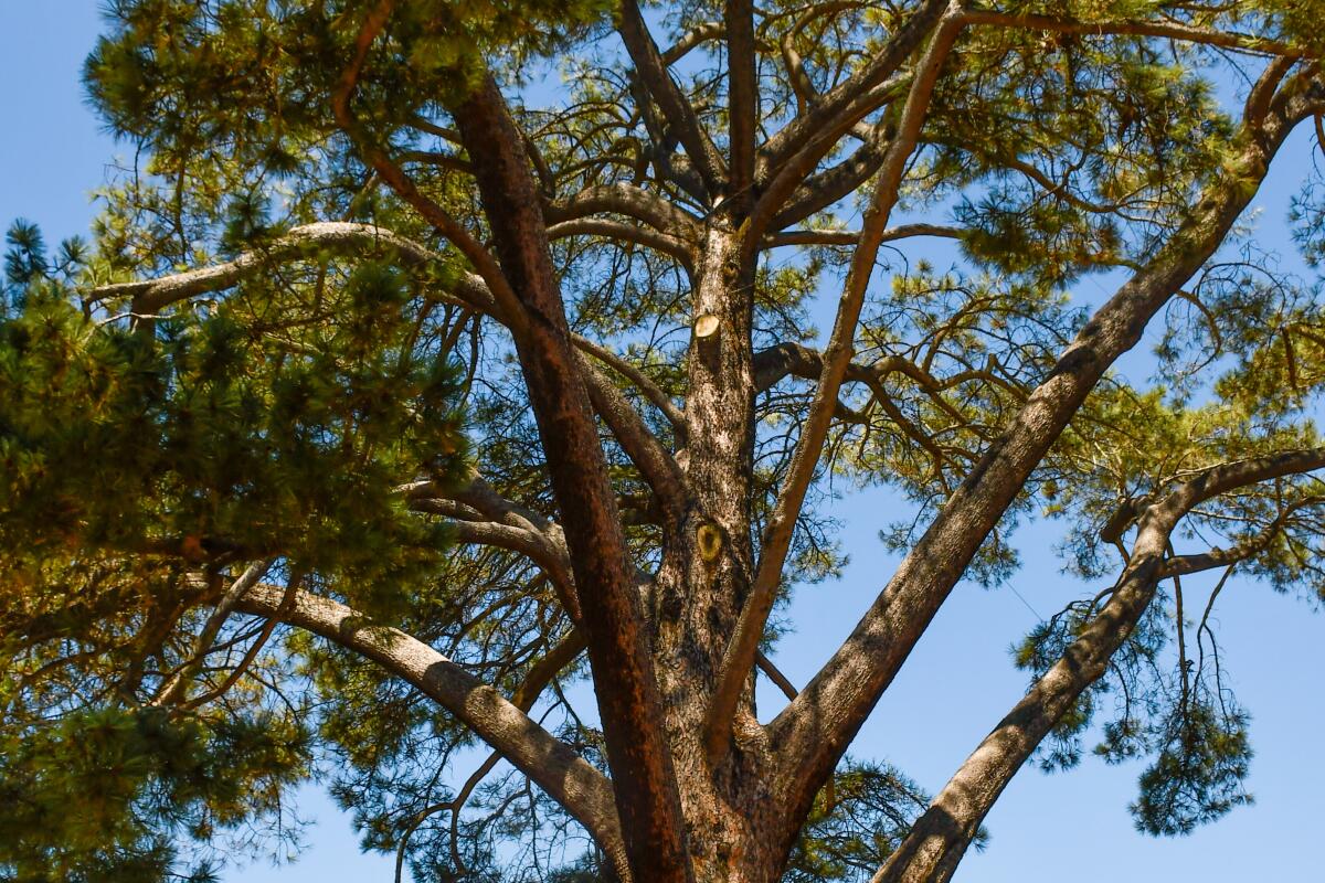 The Wardholme Torrey pine tree.