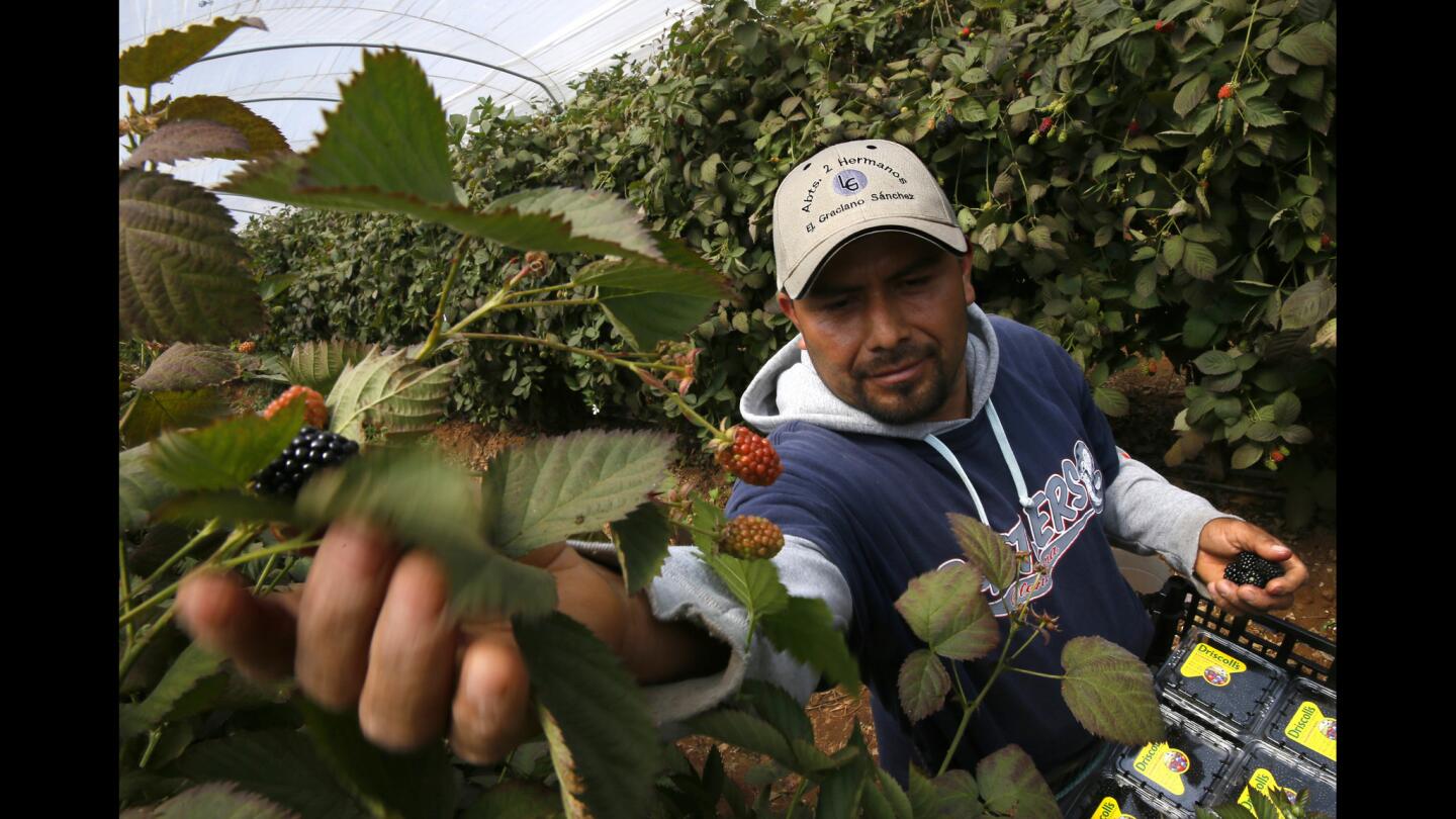 Reyes Soriano, 40, picks blackberries in Vicente Guerrero, Baja, Mexico for Driscoll's, an American-owned distributor.