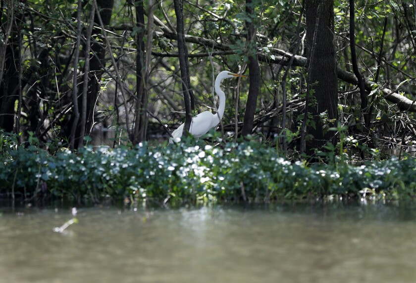 FILE - In this April 27, 2018 file photo, a great white heron appears through trees on Bayou Sorrel in the Atchafalaya River Basin in La. A federal judge says demonstrators and a journalist may continue their challenge of a Louisiana law making it a felony to trespass in the area of a pipeline through the Louisiana swamp. Activists said they had landowners’ permission to protest on the land in the environmentally sensitive Atchafalaya Basin and have described the state law as part of a larger effort against environmental activism. (AP Photo/Gerald Herbert, File)