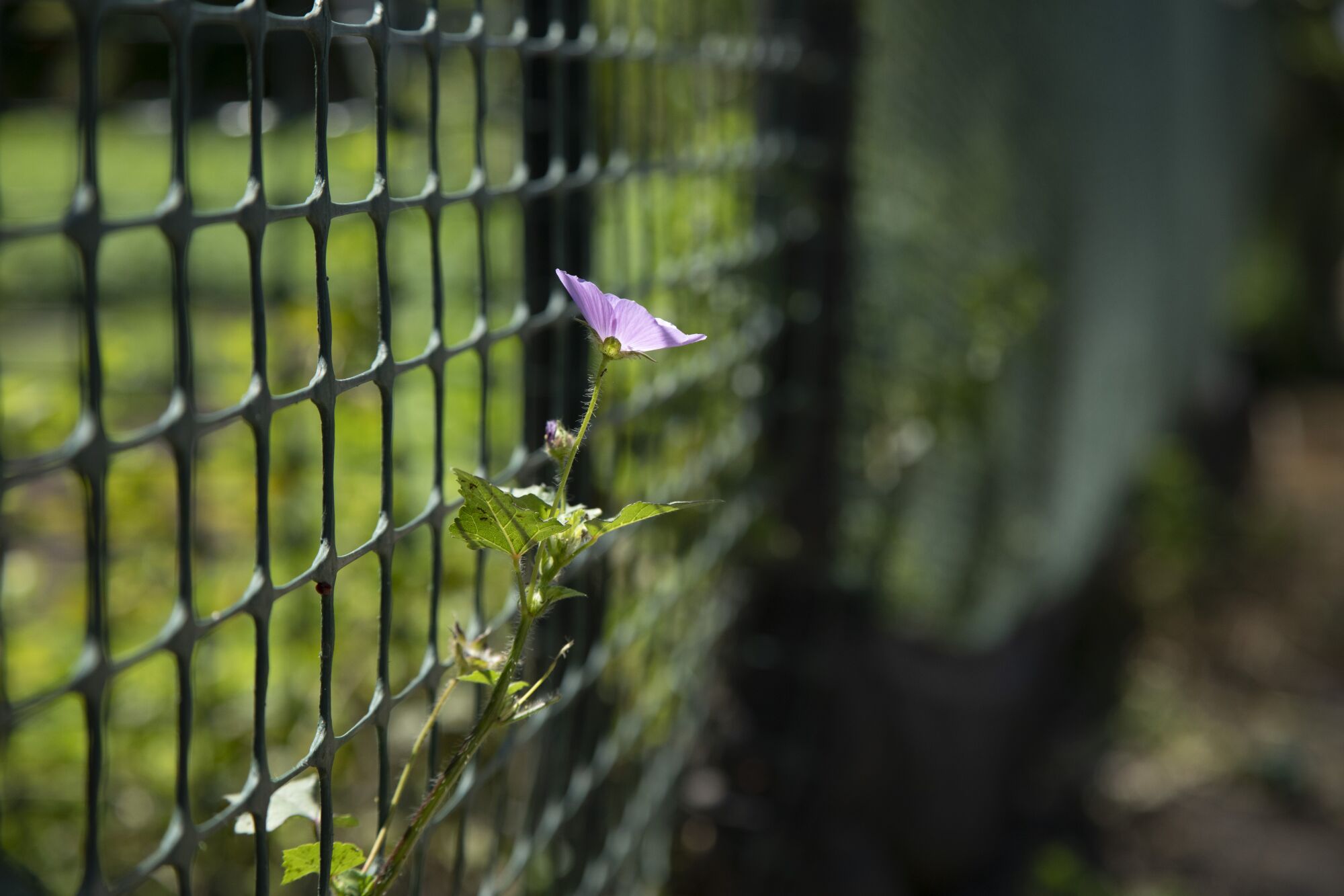 Un alache crece en el Stanford Avalon Community Garden de Watts.