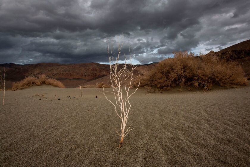 (FILES) In this file photo taken on January 8, 2017 a plant stands over desert sands near Lone Pine, California, as a series of strong storms moves into California. The risk of extreme weather such as heat waves, floods and drought will rise significantly even if the commitments in the 2015 Paris climate accord are met, a study warned on February 14, 2018. The report in the journal Science Advances analyzes the likelihood of hot spells, dry periods and excess rain in the coming years, all phenomena that are exacerbated by global warming and rising seas. / AFP PHOTO / DAVID MCNEWDAVID MCNEW/AFP/Getty Images ** OUTS - ELSENT, FPG, CM - OUTS * NM, PH, VA if sourced by CT, LA or MoD **