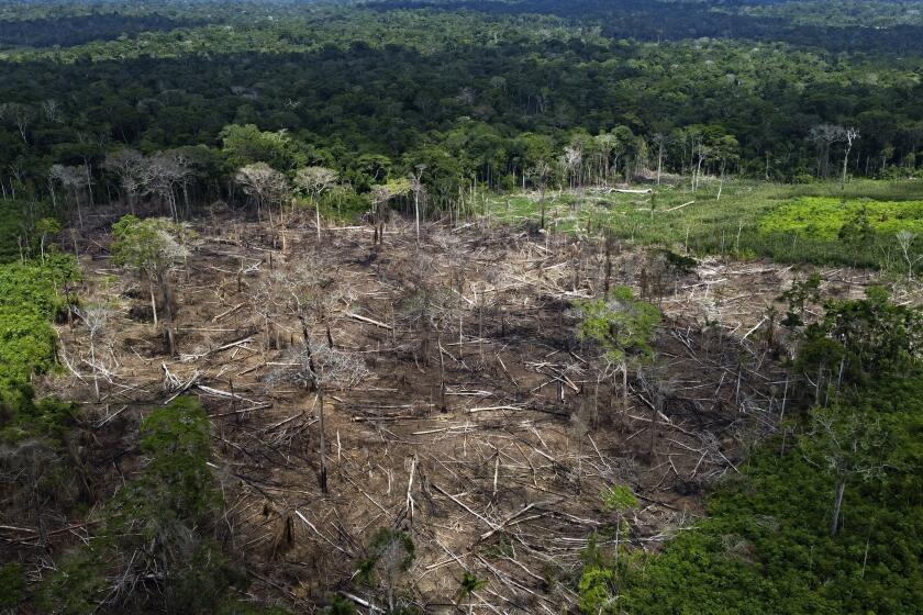 Trees lie in an area of recent deforestation identified by agents of the Chico Mendes Institute in the Chico Mendes Extractive Reserve, Acre state, Brazil, Thursday, Dec. 8, 2022. Brazil's incoming president, Luiz Inácio Lula da Silva, has promised to eliminate all deforestation by 2030, which would be a complete change of course for Brazil compared to the last four years. (AP Photo/Eraldo Peres)