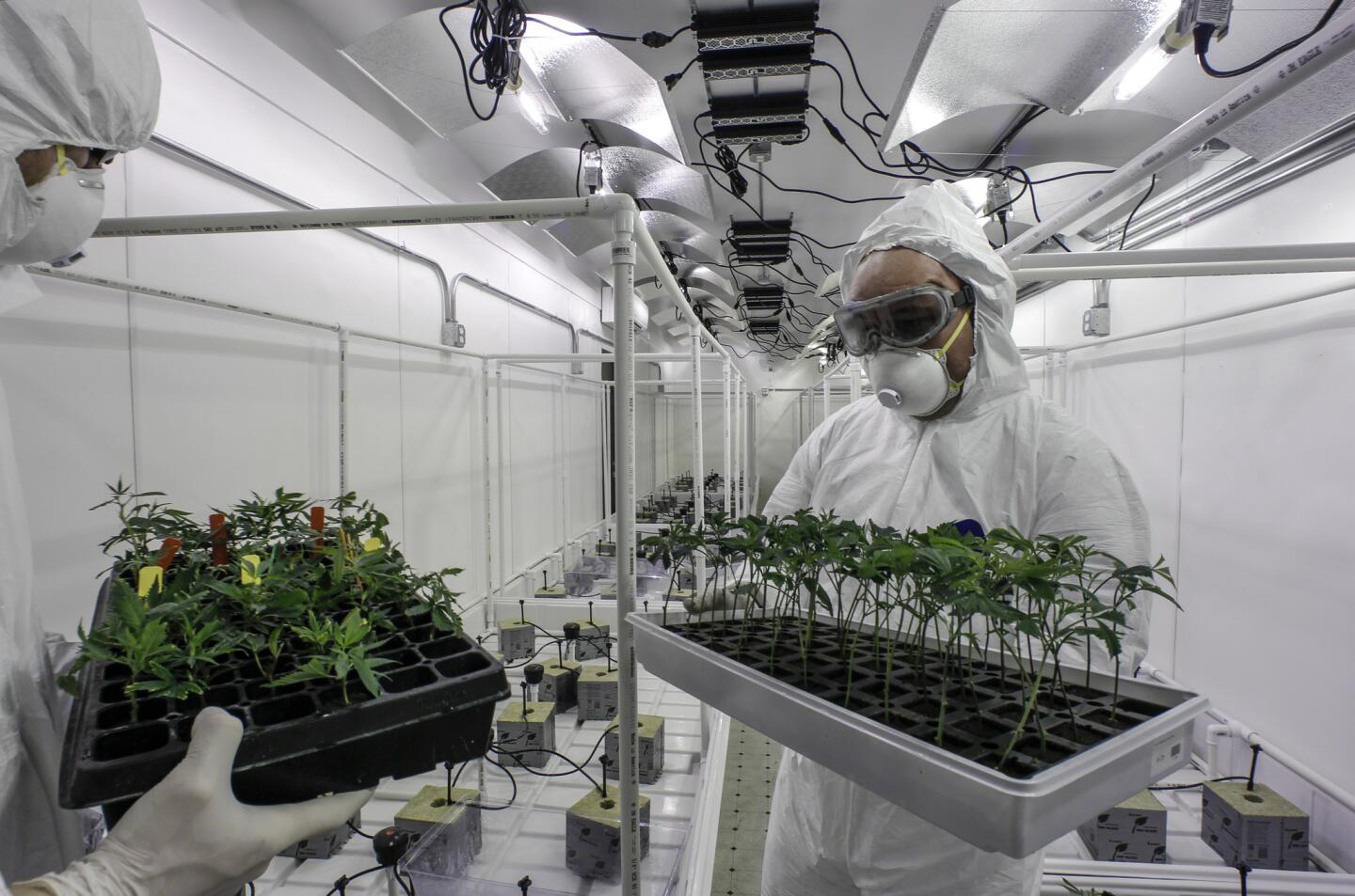 Robert Acosta, right, and an assistant Gutierrez handle marijuana plants for Critical Mind Inc., a pot cultivation business in Adelanto.