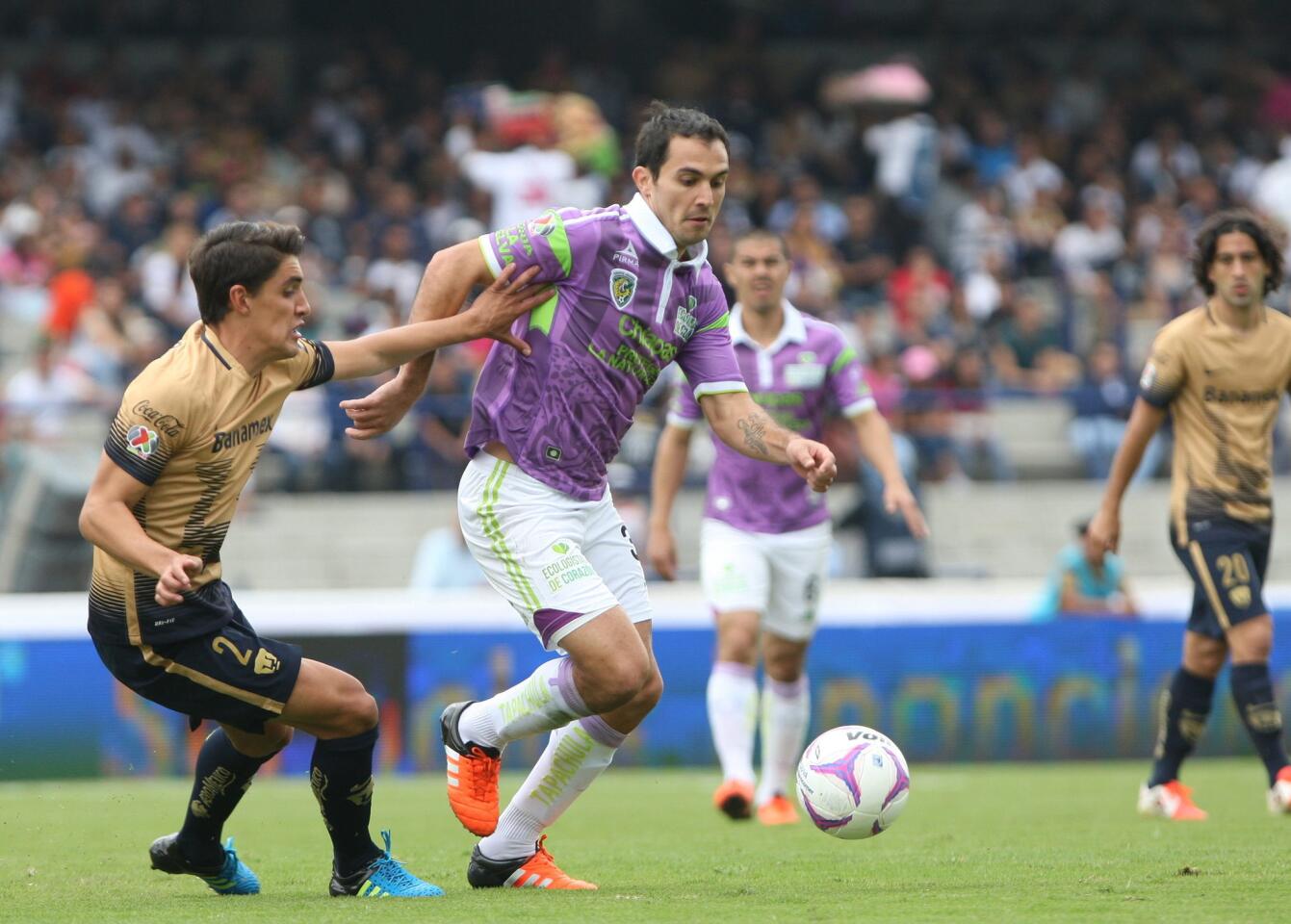 PUMAS - CHIAPAS