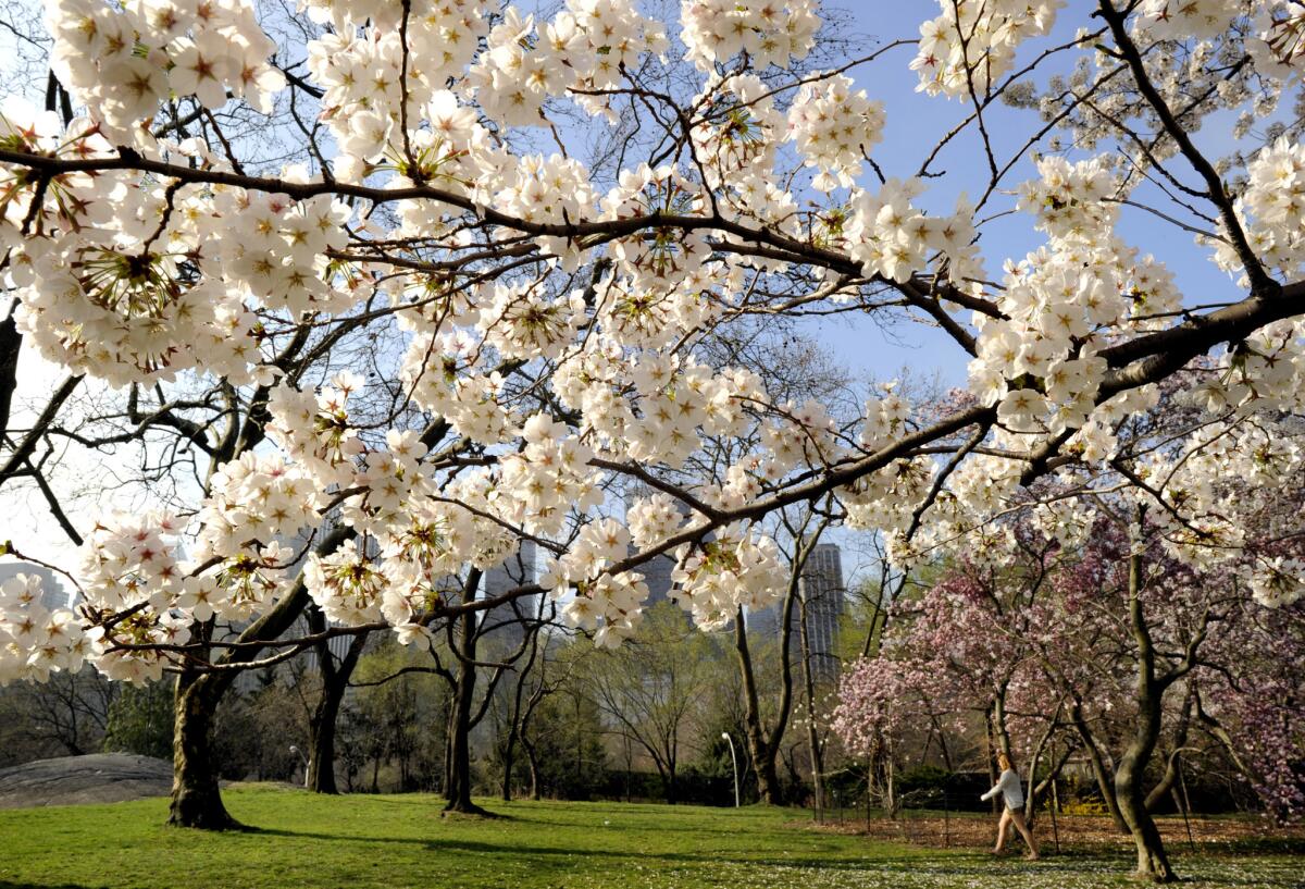 The Central Park Conservancy is offering tours of New York's iconic park.