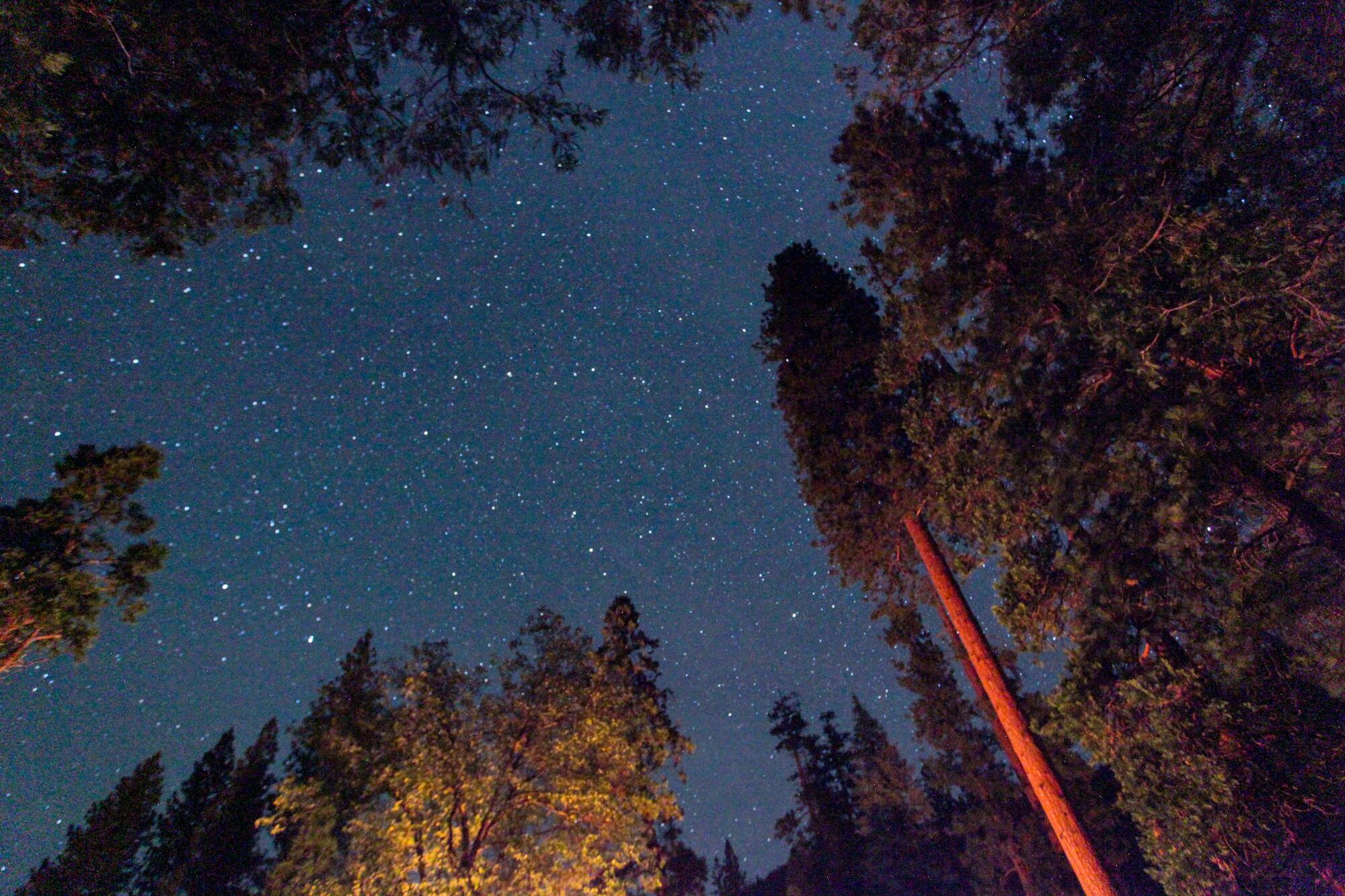 Tall pine and other trees lit up by a campfire in campground with a view of the night sky with twinkling stars