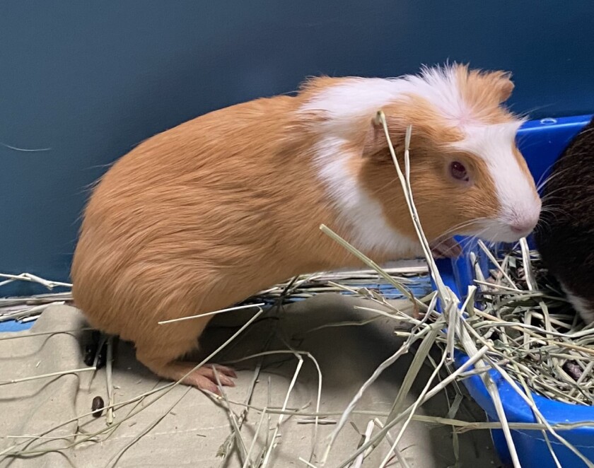 Pet of the week is a guinea pig named Dolores.