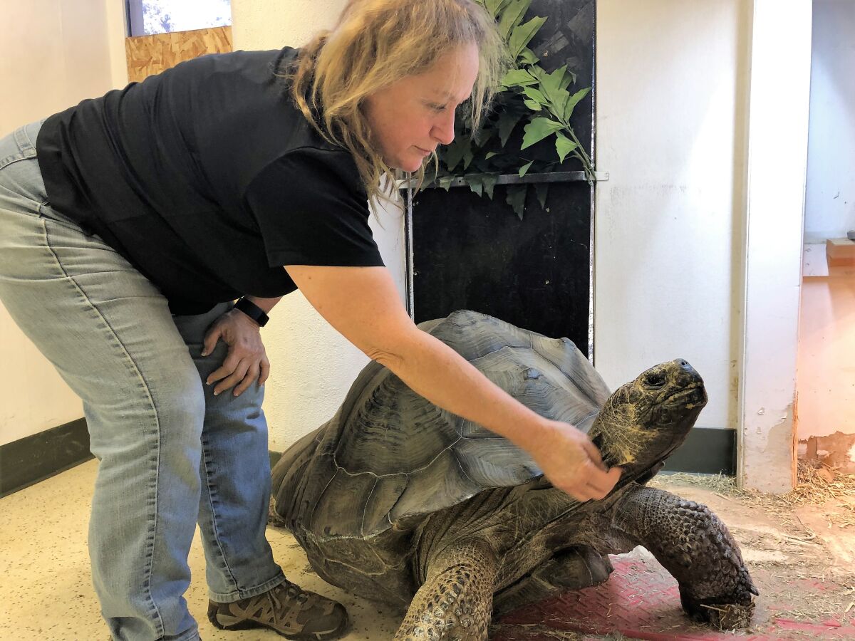 Susan Nowicke of EcoVivarium reptile museum with Ed, a Galapagos turtle.