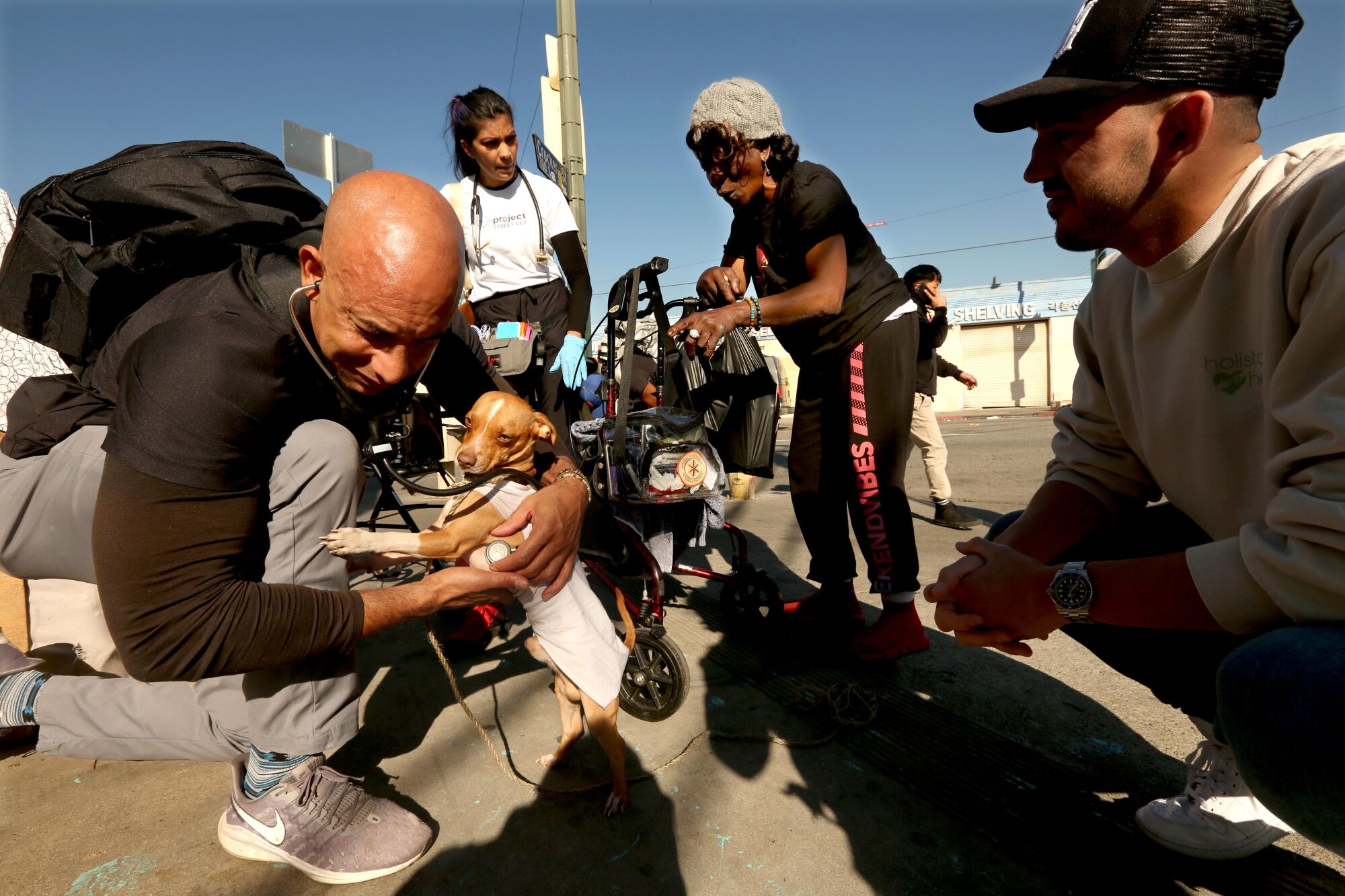 Veterinarian checks the heart rate of a Chihuahua in Skid Row