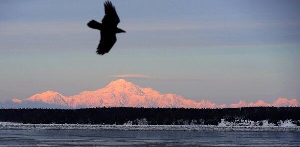 A raven rides a light breeze near Mt. McKinley, the 20,320-foot-high star of Denali National Park in Alaska.