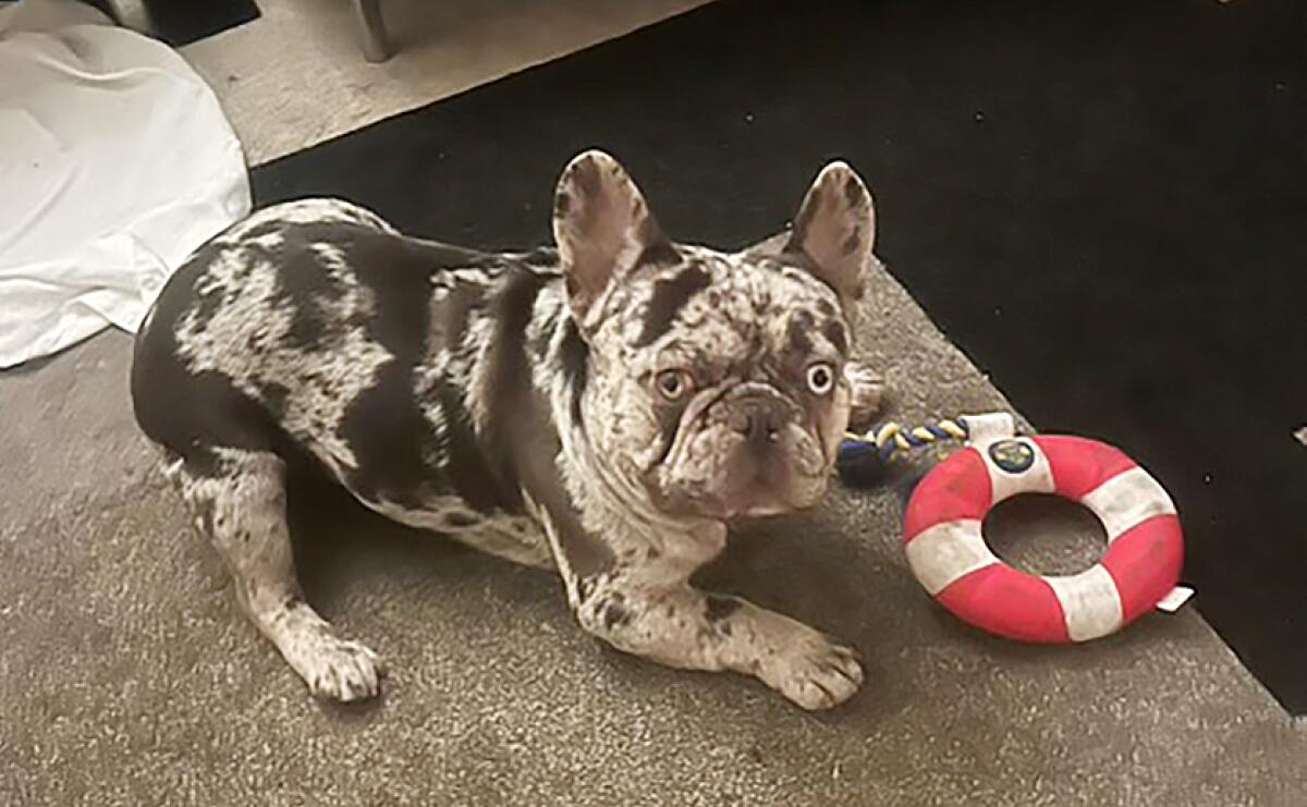 Onyx, a French bulldog with one blue eye and one green eye, plays with a red and white tube shaped toy.