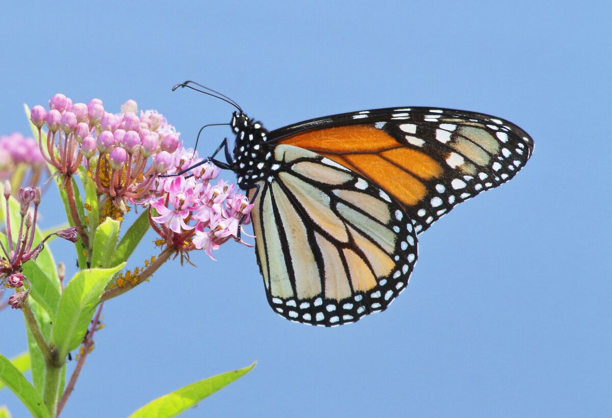 A monarch butterfly rests on milkweed.
