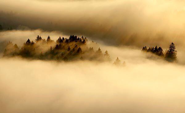 The sun rises over trees shrouded in mist near Immenstadt im Allgaeu, southern Germany. Temperatures are set to reach 30 degrees Celsius or 86 degrees Fahrenheit.