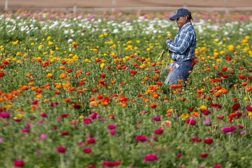 Field worker Martin Gonzalez harvested ranunculas from the Flower Fields east of Interstate 5 in Carlsbad on Friday February 28, 2020. Starting on Sunday, March 1, the popular destination will be open for the public to enjoy through Mothers Day in May.
