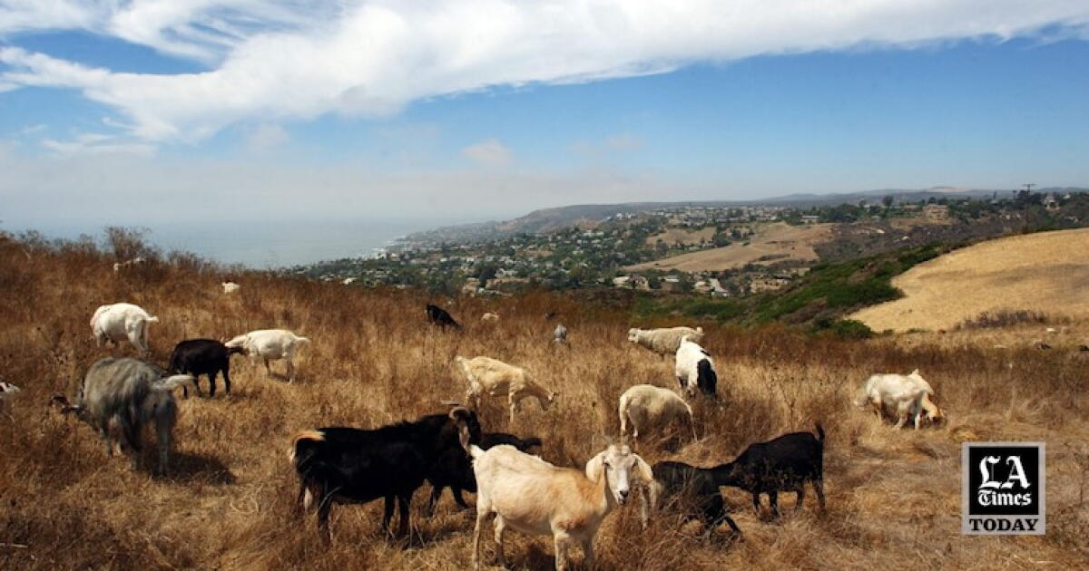 graze today Images High Quality Grahic LA Times Today: Grazing goats prevent California wildfires. New salary ...