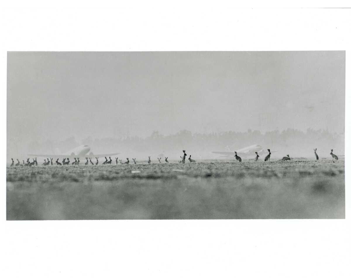 A black-and-white photo of a field of jackrabbits, silhouetted against airplanes.