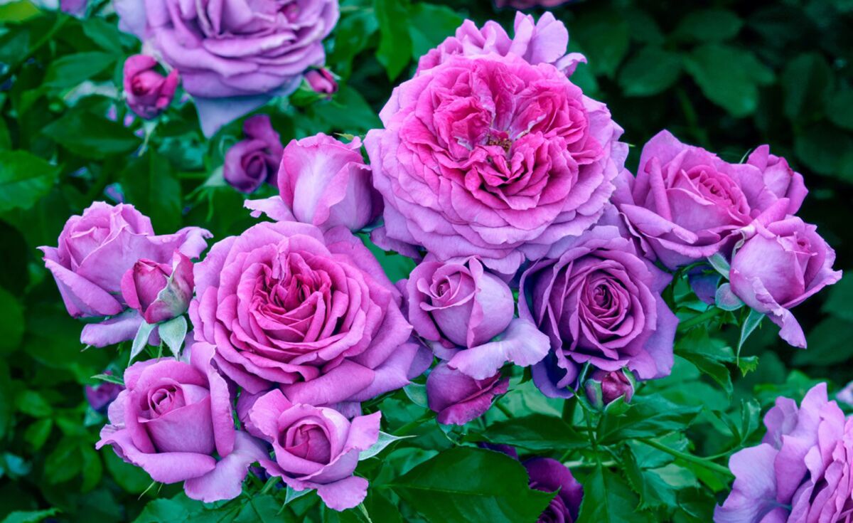 'Sweet Madame Blue' has lavender blooms with strong citrus and spice fragrance and deep, glossy green foliage.
