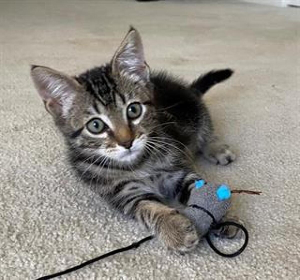 An 11-week-old kitten plays with a cat toy.