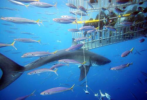 Divers in cages watch a great white shark off the shore of Guadalupe Island, a 22-mile-long volcanic land mass 150 miles west of Baja California. The island has emerged in the last five years as perhaps the worlds premier destination for diving with especially large great white sharks.