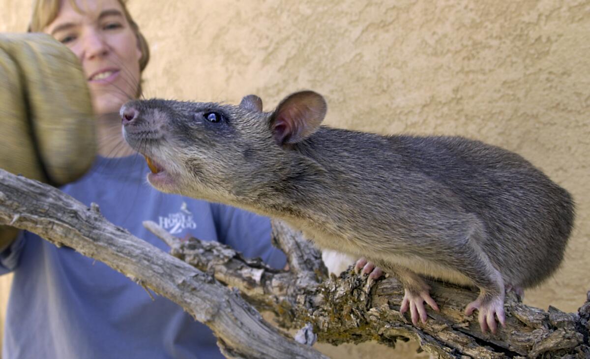 Jill Cox, a member of the animal care staff at the Hogle Zoo, shows off a female giant Gambian rat in Salt Lake City. 